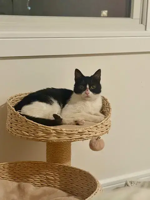 Addie Kitten photo 5
