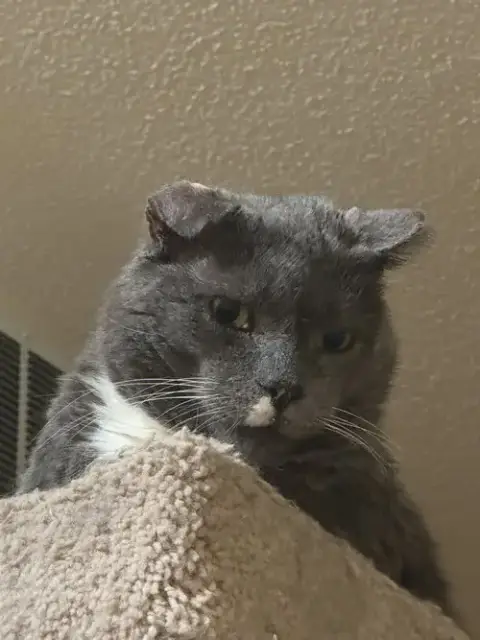 Elvis Purrsley photo 3