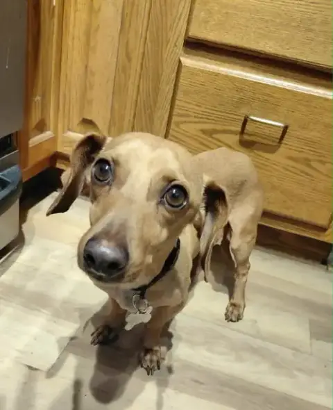 Junior *Foster Home Needed*