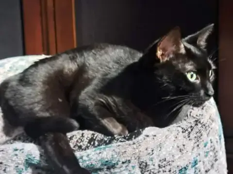 Trixie photo 2
