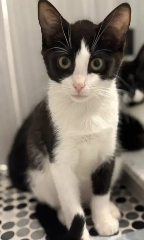 Harry Kitten photo 4