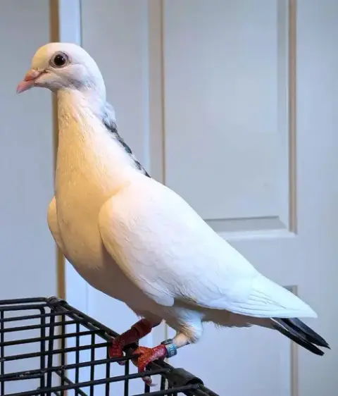 Perky W/ Biggie Seed