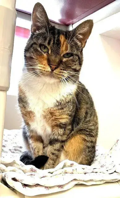 Emmylou