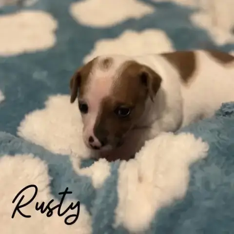 Rusty