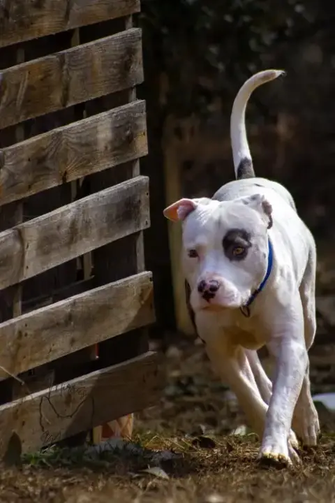 Petey: Not At The Shelter photo 2