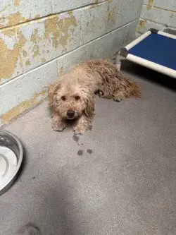 Pop