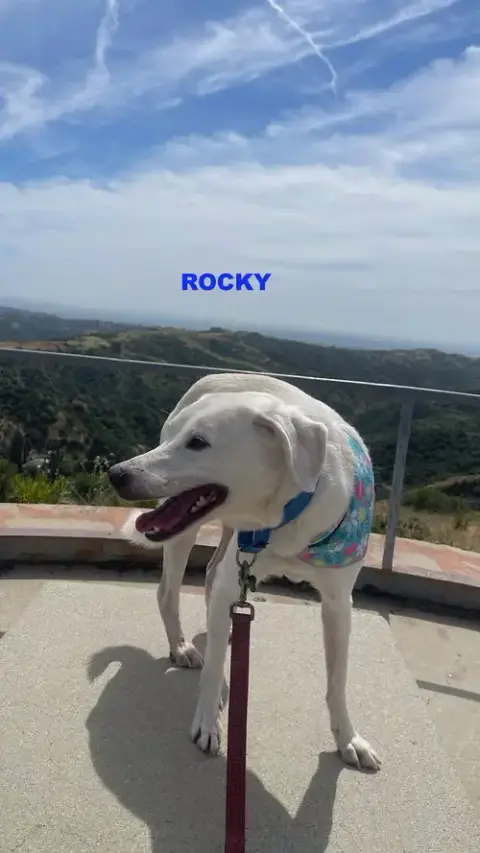 Rocky photo 2