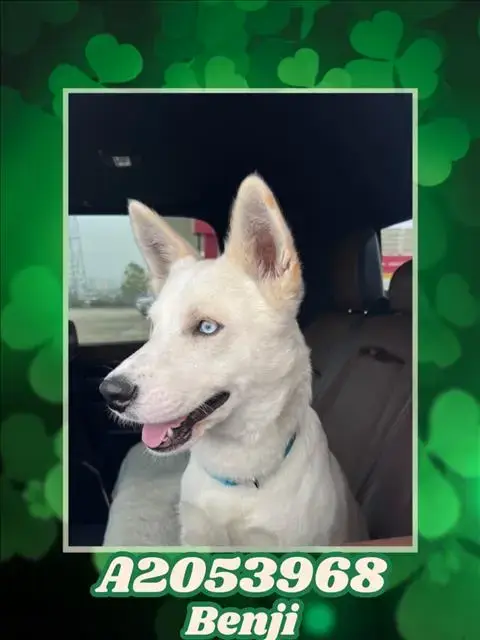 Benji