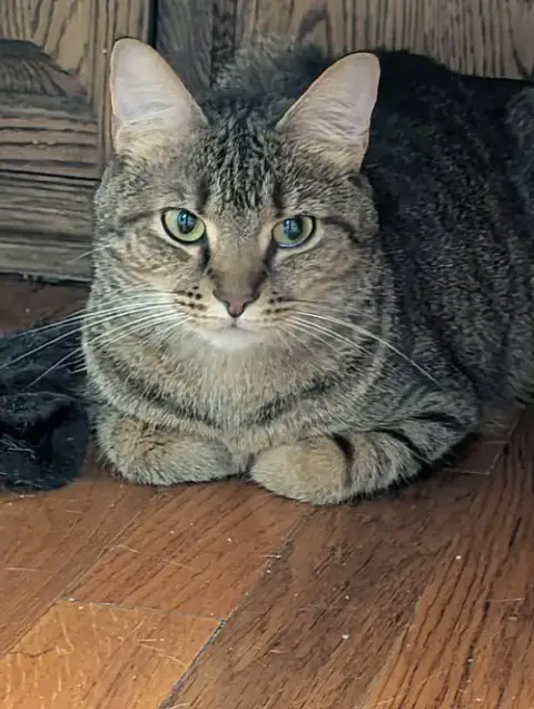 Cleo photo 4