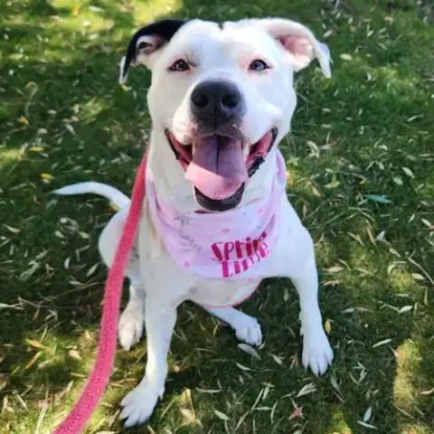 Roxy