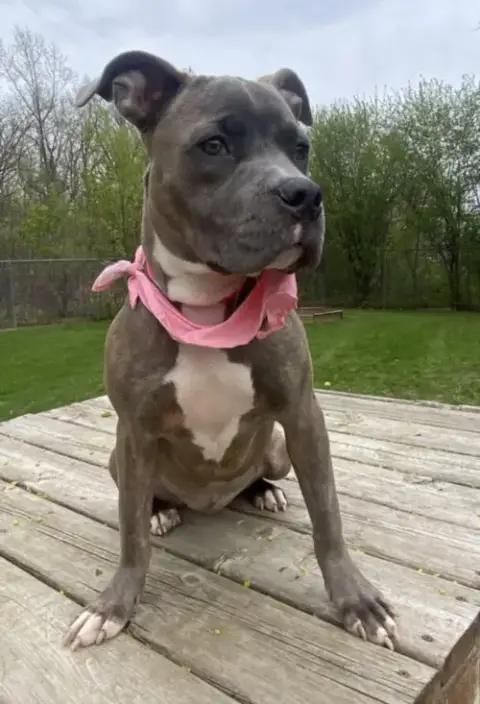 Gidget