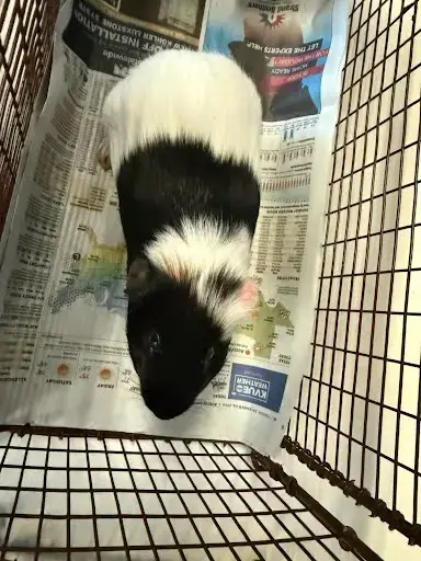 Oreo