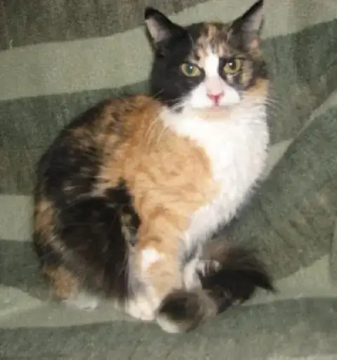 Josephine