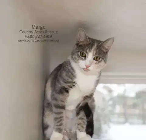 Marge photo 3
