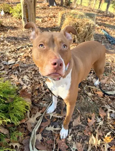 Maggie