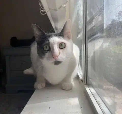 Gracie photo 3