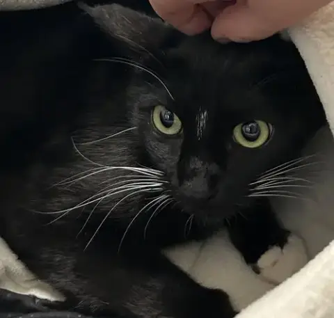 Bootsie