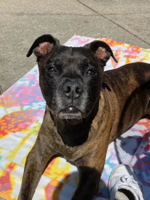 Chicken-Pending Adoption-Foster Home