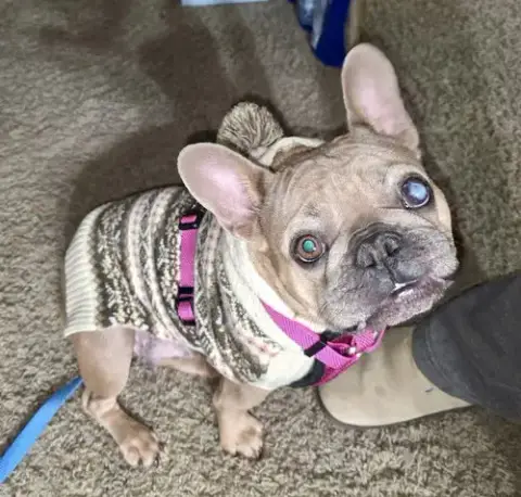 Patita