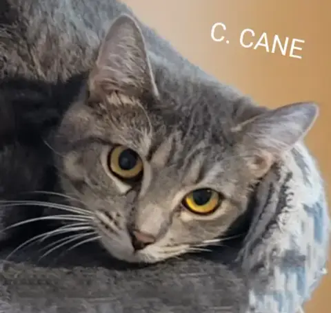 C. Cane photo 4