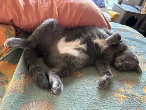 Gandalf The Gray