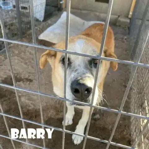 Barry