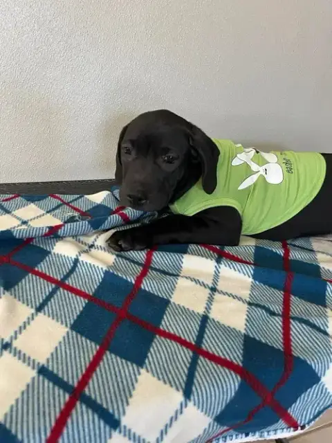 Coffee Puppies photo 3