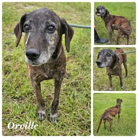 Orville Woofenbacher