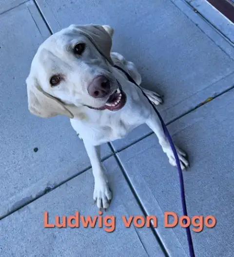 Ludwig photo 2