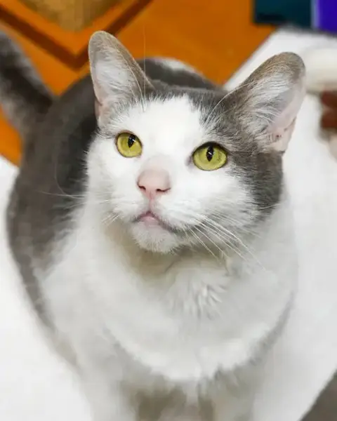 Pip 308138