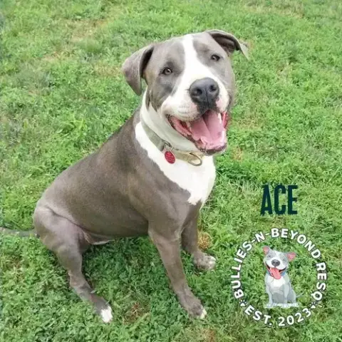 Ace photo 3