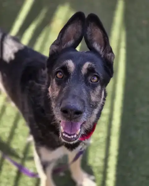 Max