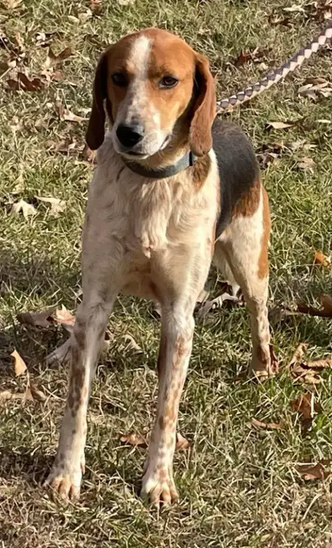 Iver: Not At The Shelter