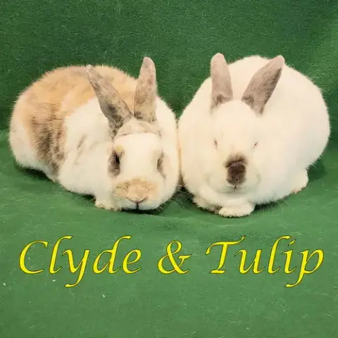 Clyde