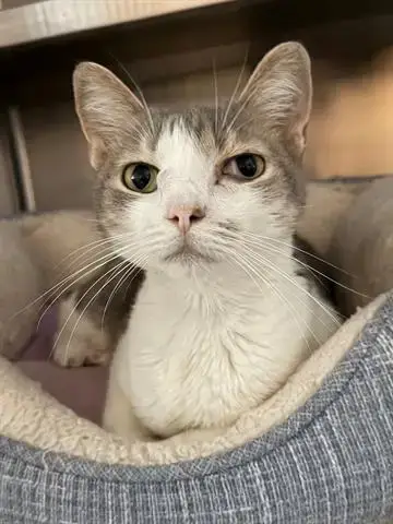 Rosie