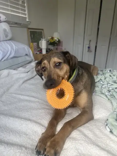 Daisy photo 2