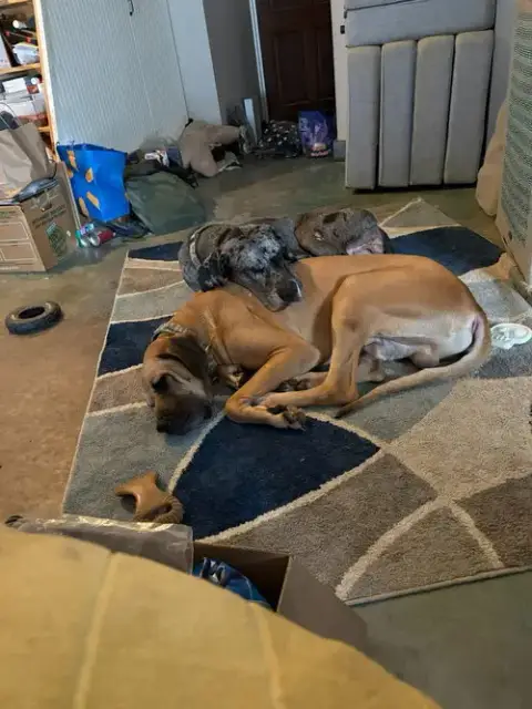 Duke / Toby photo 4