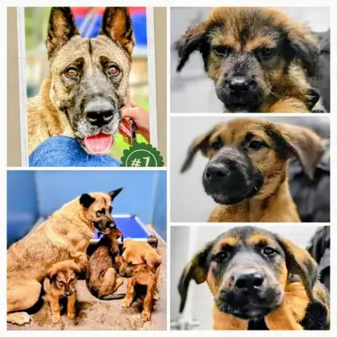 Mcginley photo 3