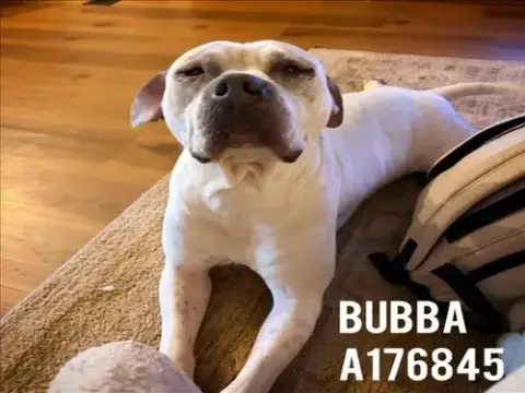 Bubba