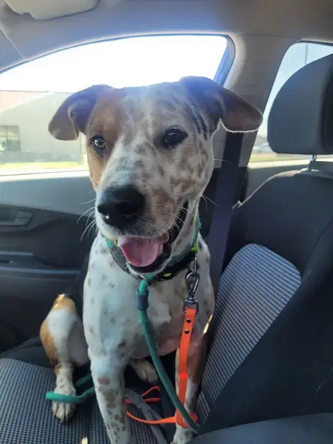Bo