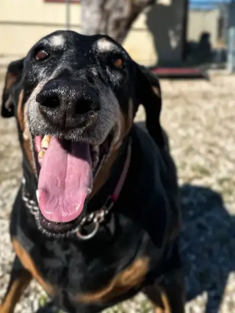 Tilly photo 3