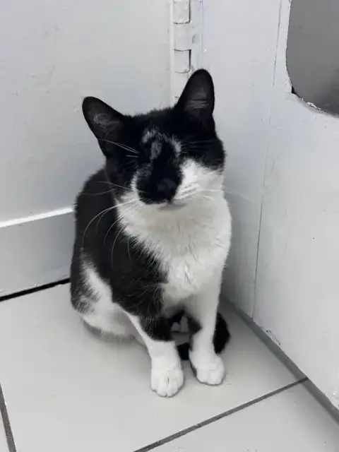 Violet'S Xaiden Kitten Rm