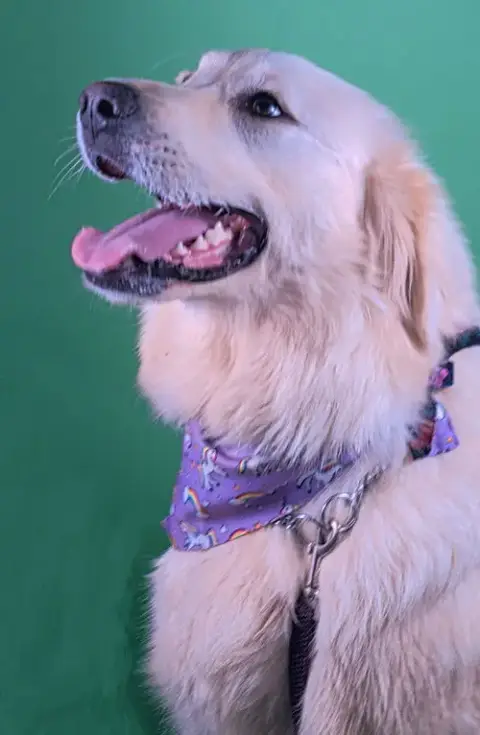 Duke