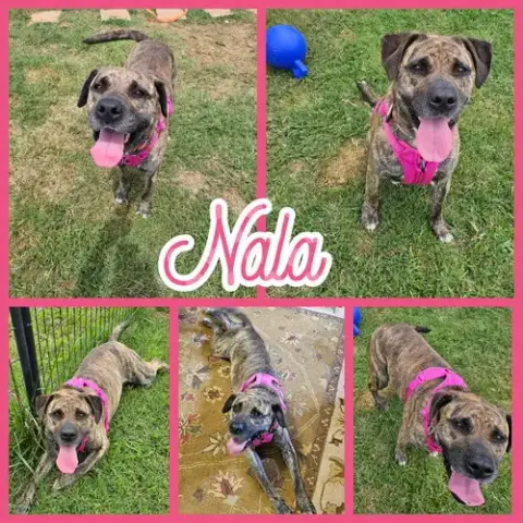 Nala photo 3