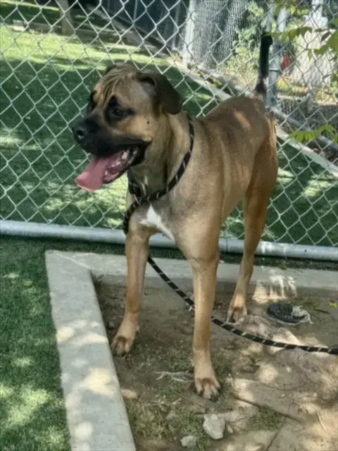 Kona