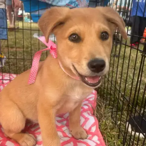 Paloma
