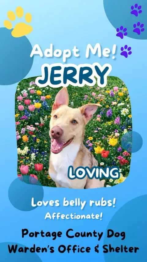 Pound Dog-Jerry #188265 Courtesy Listing