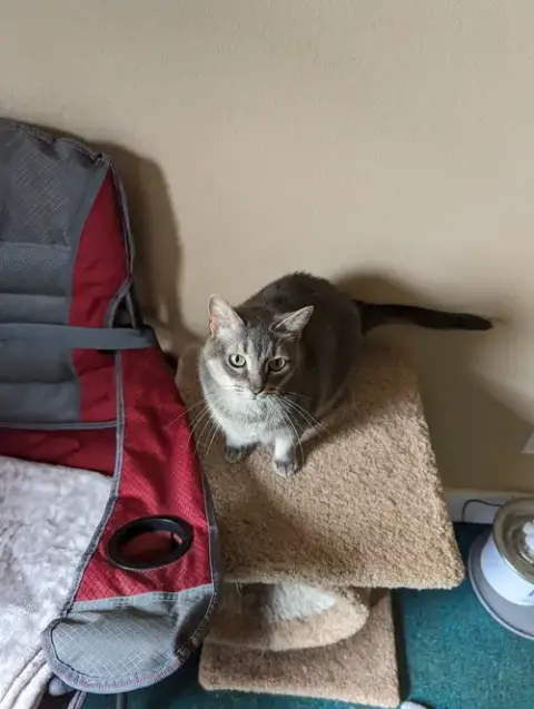 Nala