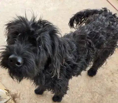 Gracie