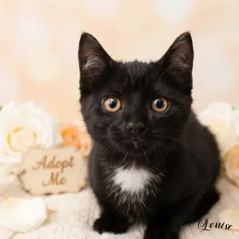 Louise